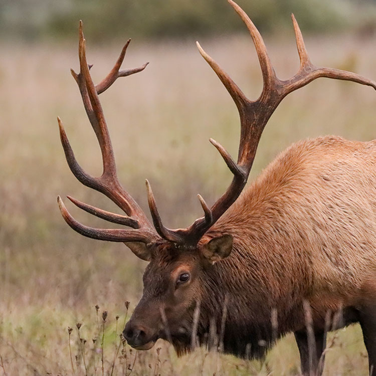 Elk and embers elk rut picture